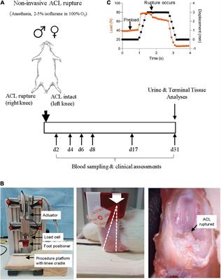 Female rats have a different healing phenotype than males after anterior cruciate ligament rupture with no intervention